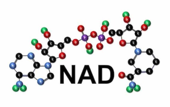 NAD boosters Promising Science